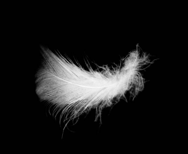 istock Beautiful white feather floating in air isolated on black background 2151506150