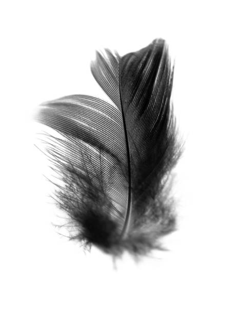 istock Beautiful black feather isolated on white background 2151506162