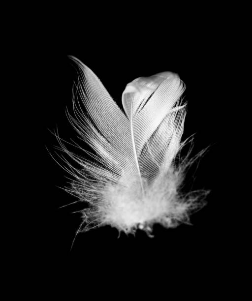 istock Beautiful white feather floating in air isolated on black background 2151506163