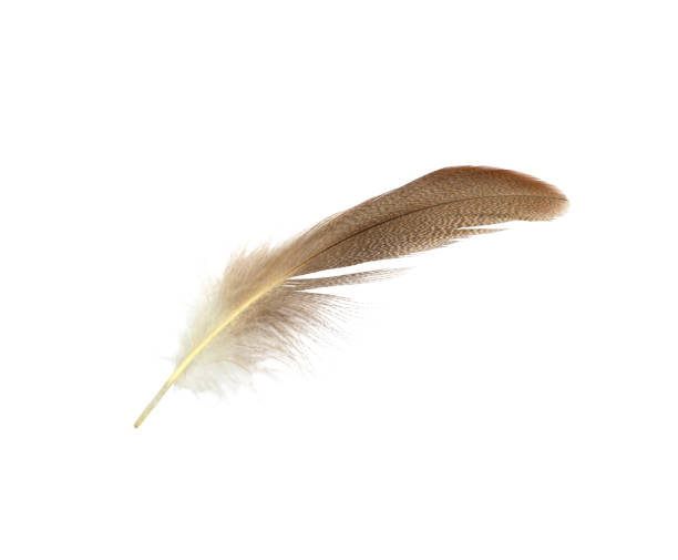 istock Beautiful feather isolated on white background 2151506450