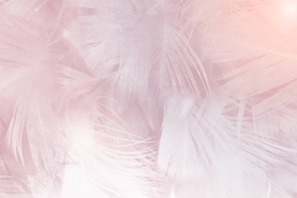 istock Beautiful white-brown colors tone feather texture background, pastel trends color 2151507258