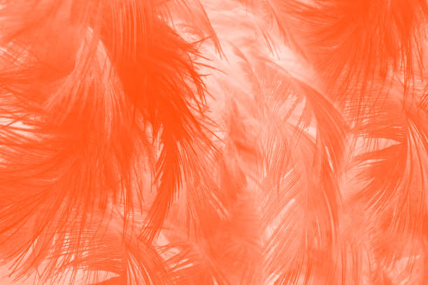 Beautiful orange-white colors trend feather texture background,pastel  trends color