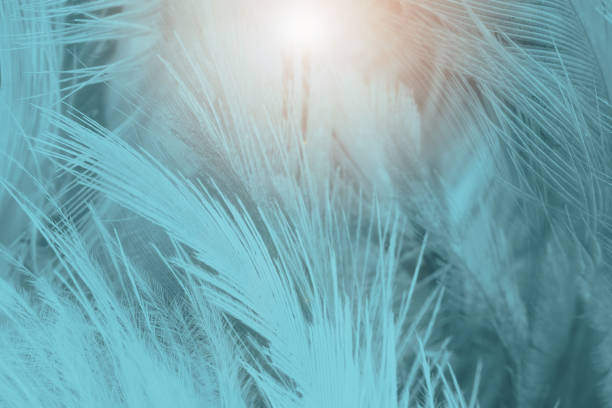 istock Beautiful dark green blue turquoise feather texture pattern background with flare light 2151507285