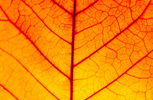 istock close up brown leaf texture ( autumn leaf )Nature is always beautiful. 2151509865