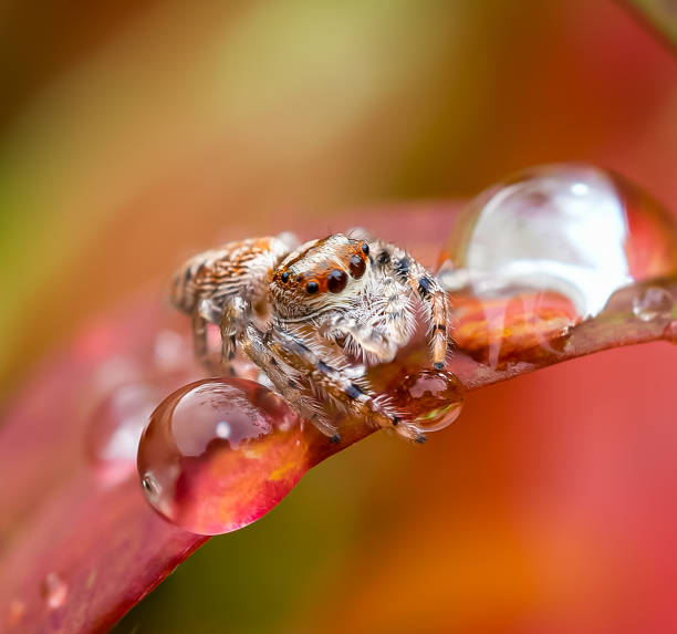 istock Birds, nsects, water droplets 2151512254