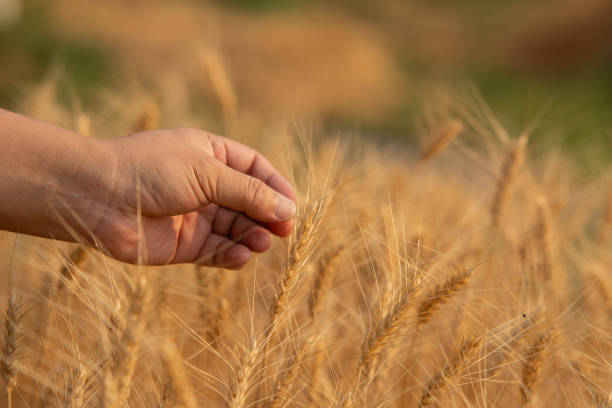 istock Farmer giving advice on wheat work online on tablet in wheat field 2151513627