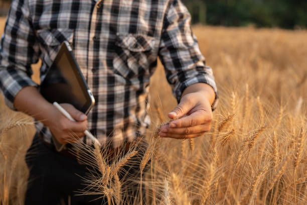 istock Farmer giving advice on wheat work online on tablet in wheat field 2151513649