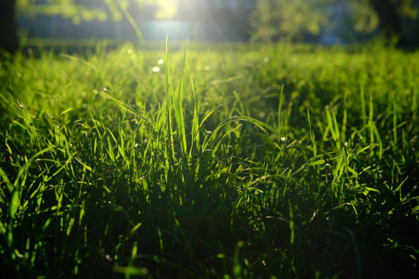 istock green grass on lawn in  rays light sun 2151514333