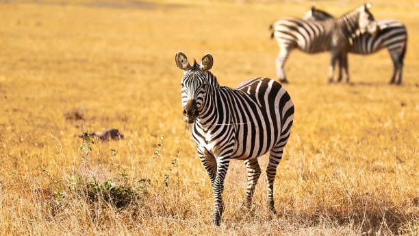 istock Zebra, Amboseli National Park, Kenya, Jan 2024 2151514727