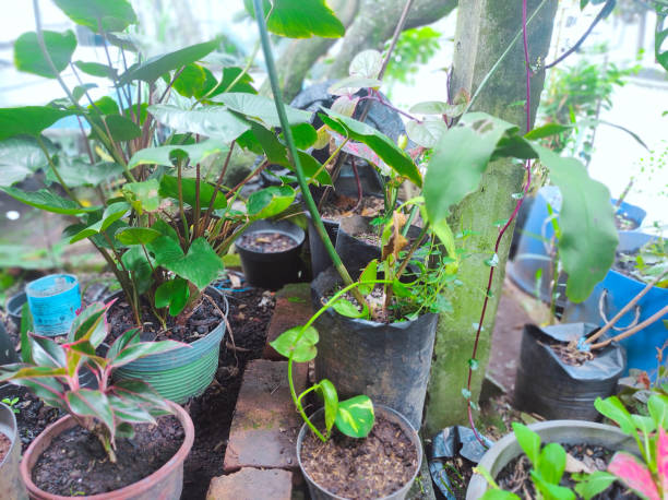 istock potted plants in the yard 2151515283