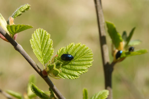 Agelastica alni, the alder leaf beetle, is a species of leaf beetle (Chrysomelidae)
