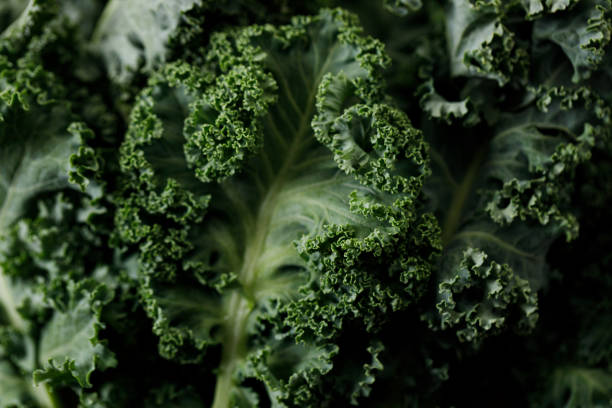 istock Fresh green Kale leaf with water drops background 2151516823