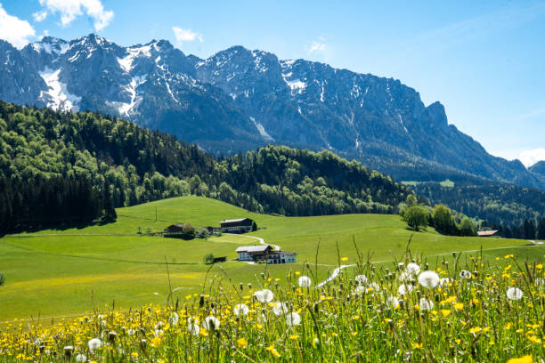 istock Beautiful mountain landscape in spring: blooming dandelion meadows, pastures and forest in front of the Zahmer Kaiser mountain range, Tyrol, Austria 2151517302