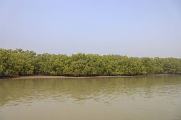 istock The Sundarbans mangrove forest. 2151517764