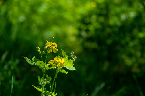 Yellow flowers of Celandine Chelidonium majus L. in the spring in the foresto n bright green bokeh background. Medicinal plant for herbal medicine.