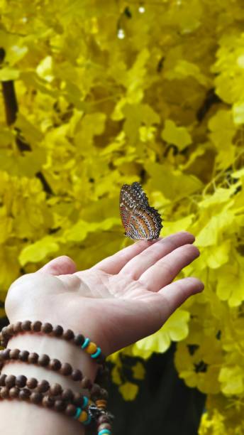 istock Butterflies on your fingertips 2151519335