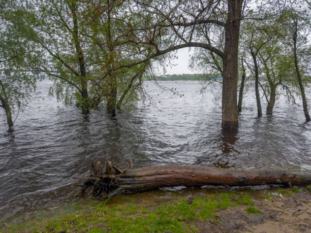 istock Trees in river water during flood with snag on foreground 2151519399