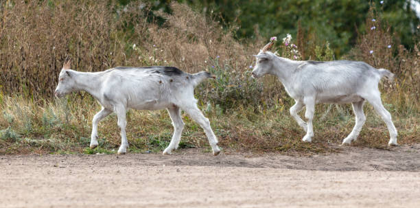 istock Goats walk along a dirt road to a pasture 2151519591