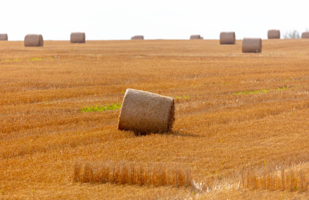 Free picture: Haystack roll on wheat field after harvest