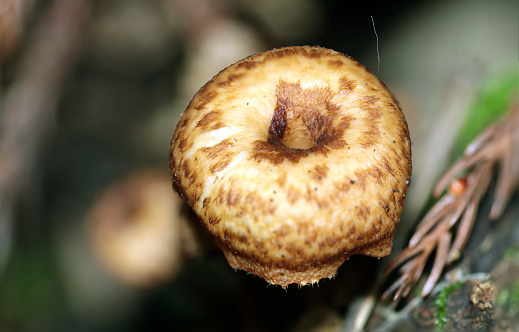 Immature amisugitake (Polyporus arcularius) fungus grows wild on rotten trees in the mountains.