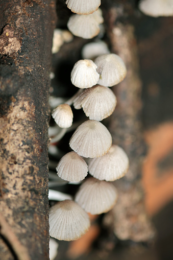 Cute gray colored  trooping crumble cap fungus cluster between rotten trees (Natural+flash light, macro close-up photography)
