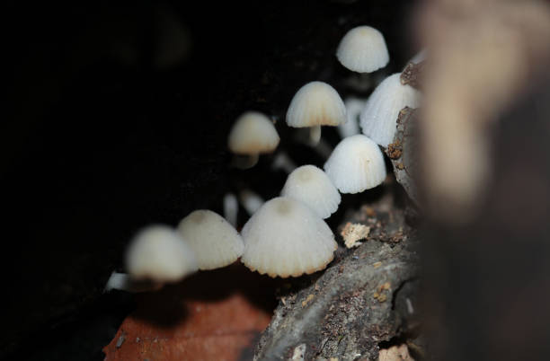 istock Cute gray colored  trooping crumble cap fungus cluster between rotten trees (Natural+flash light, macro close-up photography) 2151520147