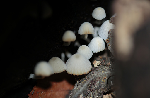 Cute gray colored  trooping crumble cap fungus cluster between rotten trees (Natural+flash light, macro close-up photography)
