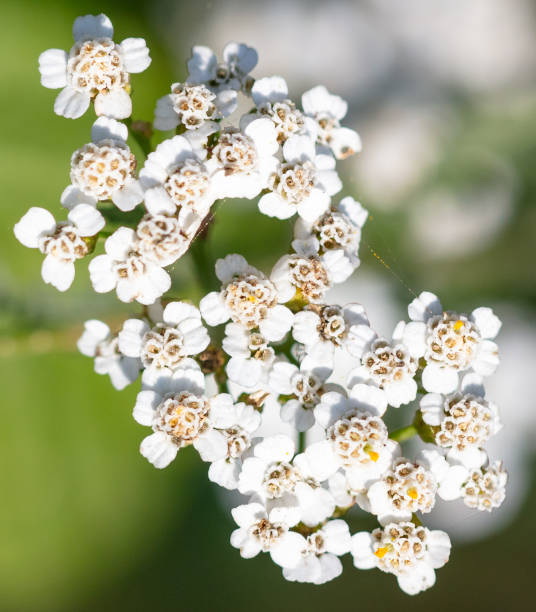 istock White flowers in nature. Close-up 2151520221