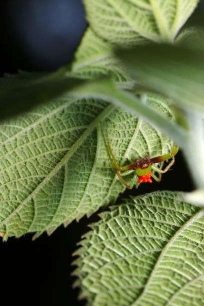 istock Green Wakabugmo (Oxytate striatipes) spider carrying many red Balaustium murorum  mites on its back (Natural+flash light, macro close-up photography) 2151520281