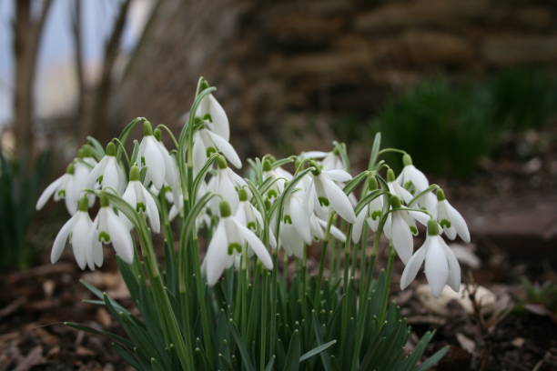 istock beautiful white flowers bloom in green garden 2151520975