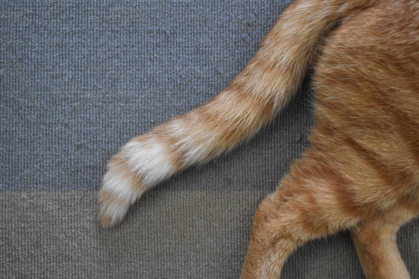 istock Ginger cat tail. Tabby cat lying on old rug or carpet. 2151521076