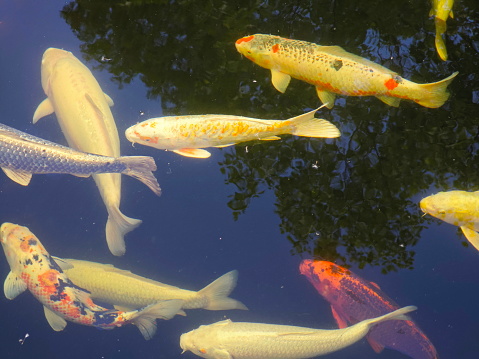 Koi are colored varieties of the common carp that are kept for decorative purposes in ponds.