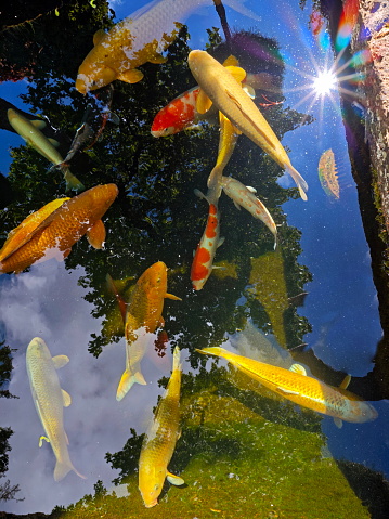 Koi are colored varieties of the common carp that are kept for decorative purposes in ponds.