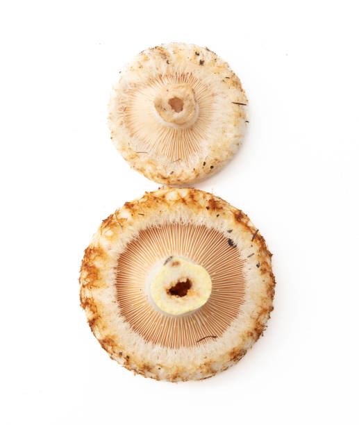 istock Milk mushroom isolated white background 2151522393