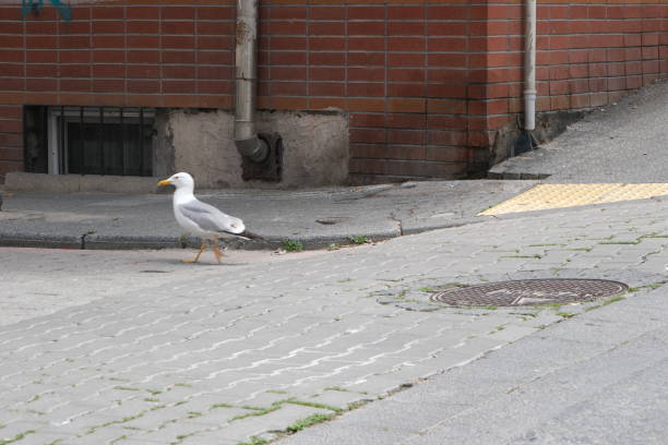 A lonely seagull wanders the streets of Istanbul.