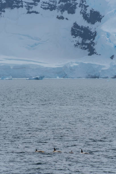 istock Killer whales in the Antarctic 2151522999