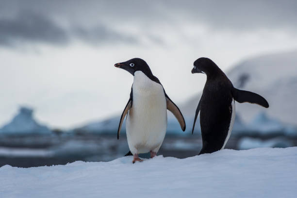 istock Adelie Penguin standing on an iceberg 2151523023