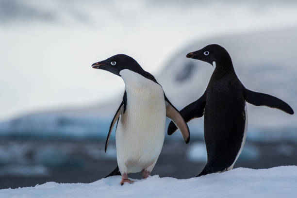 istock Adelie Penguin standing on an iceberg 2151523027