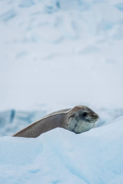 istock Close-up of a Weddell seal 2151523034