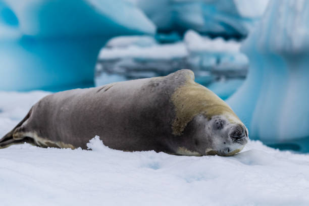 istock Crabeater Seal resting on a sheet of ice 2151523045
