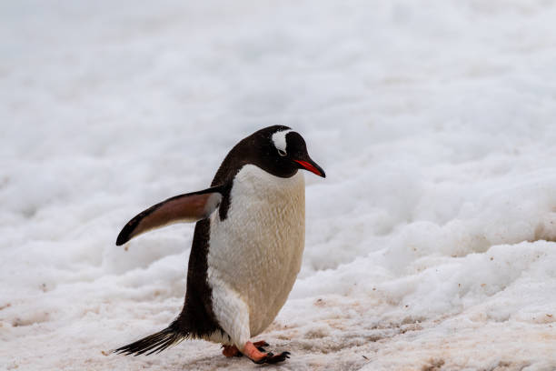 istock Gentoo Penguin colony on Cuverville island 2151523056