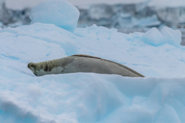 istock Close-up of a Weddell seal 2151523058