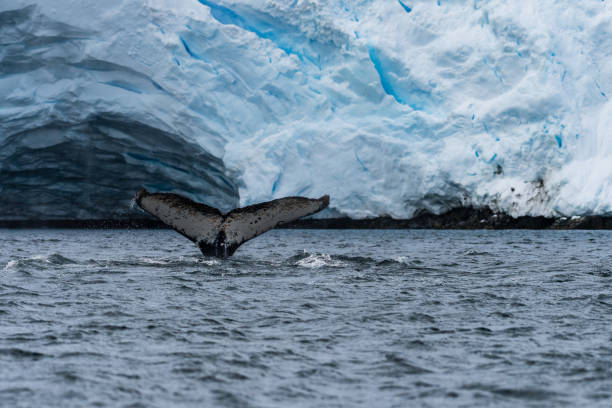 istock Tail of a humpback whale in the Antarctic 2151523080