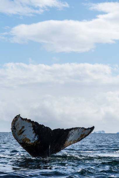istock Tail of a humpback whale in the Antarctic 2151523099