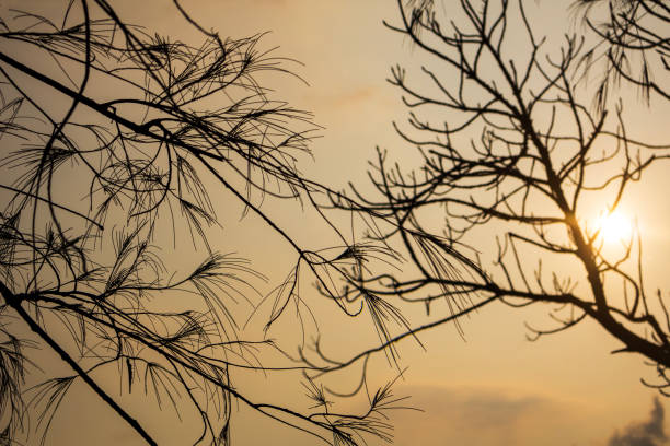 Silhouetted branches reach toward a vivid pink sky, illuminated by bright sunlight. Toned image. Beautiful bokeh lights, space for copy.