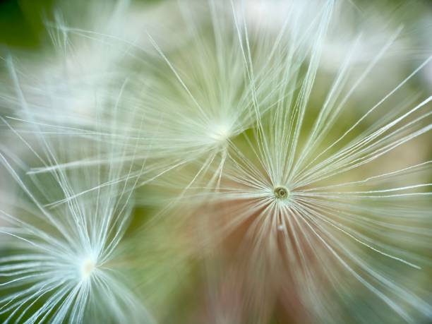 istock Extreme close up of dandelion 2151523570