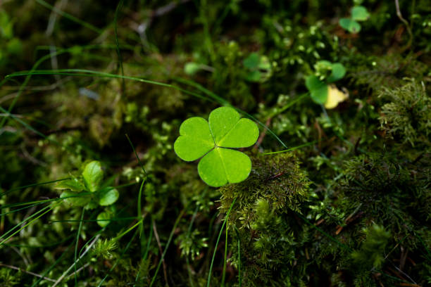 Shamrock in nature