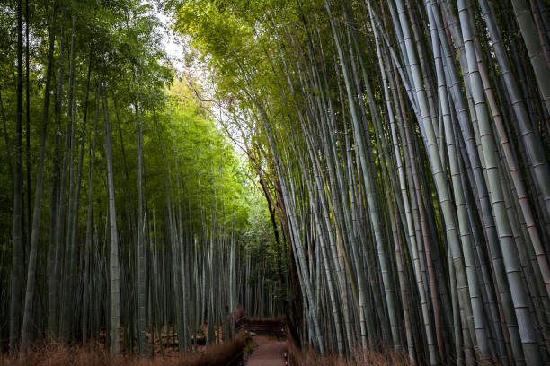 istock Arashiyama Bamboo Forest in Japan 2151525120