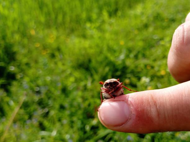 istock Melolonthinae beetle on human finger on green blurred grass background. The topic of spring bugs and nature. Insects and man. 2151525353