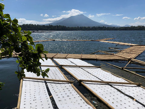 hydroponic platform made of bamboo has been constructed on a lake